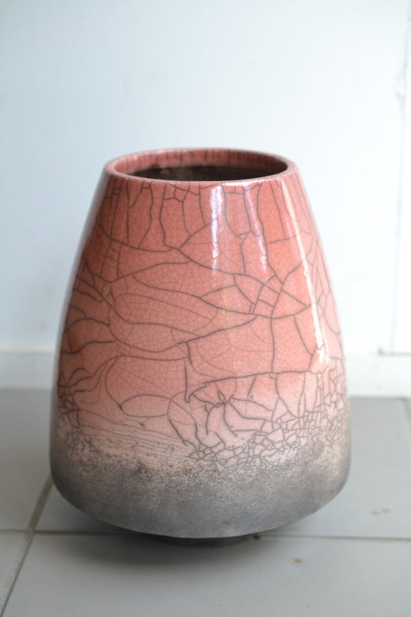 ドラセナ コンパクタ×DOMANI