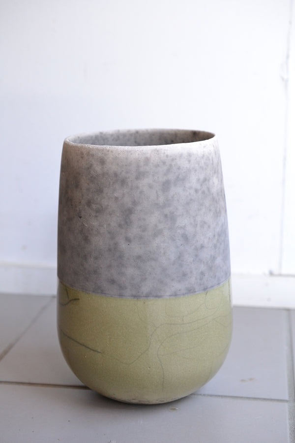 フランスゴムの木 ×DOMANI