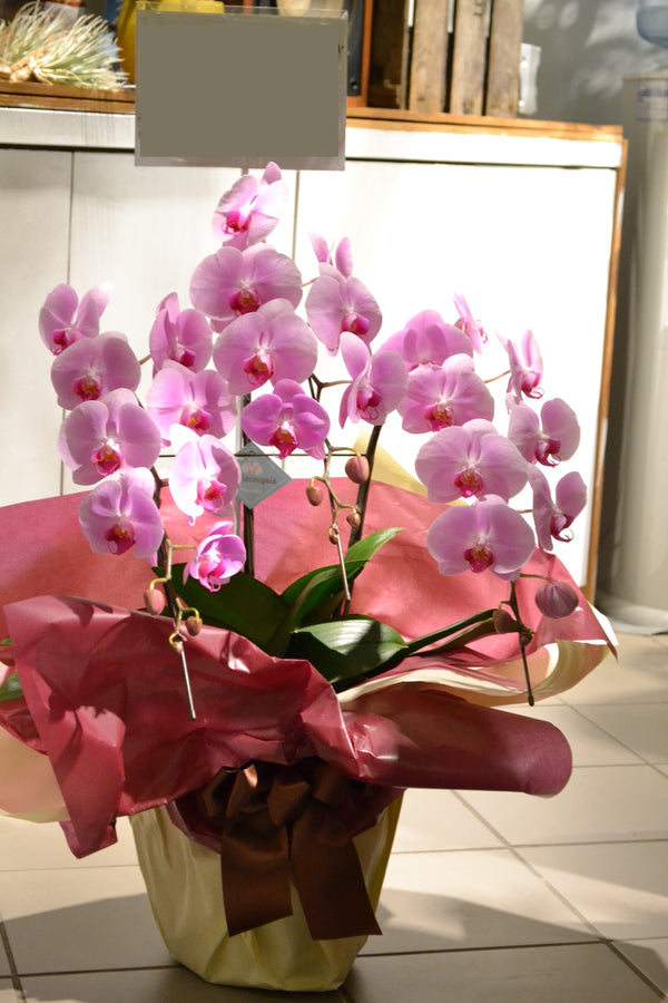 胡蝶蘭ピンク33輪～36輪 3本立ち