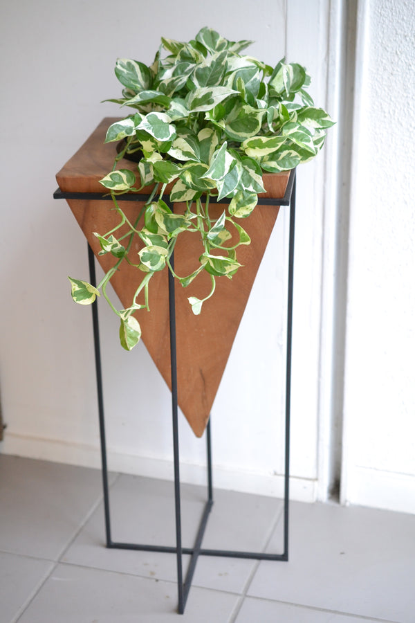 ポトス エンジョイ