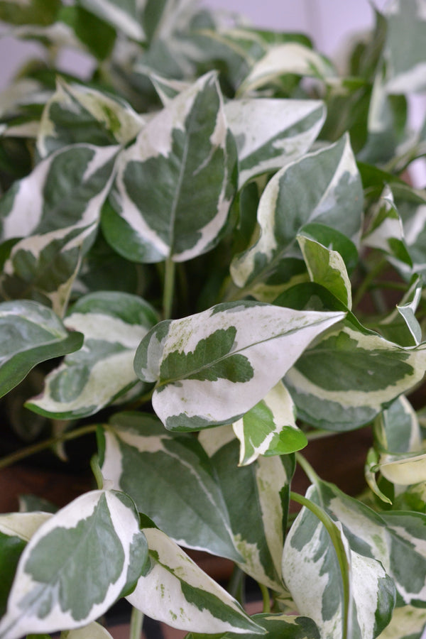 ポトス エンジョイ