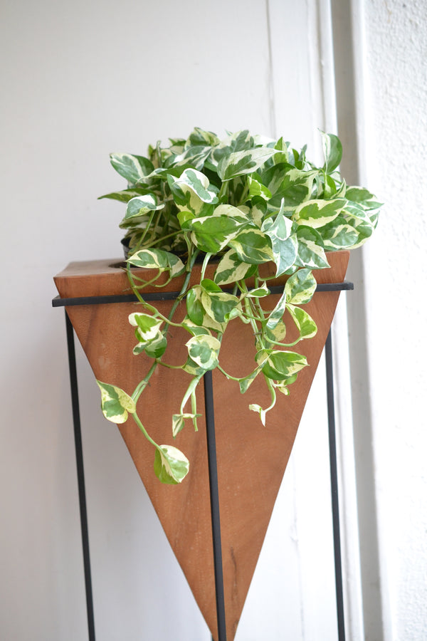 ポトス エンジョイ