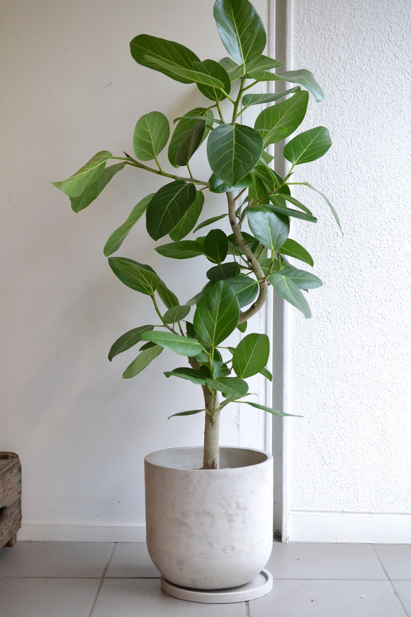 ベンガルゴムの木