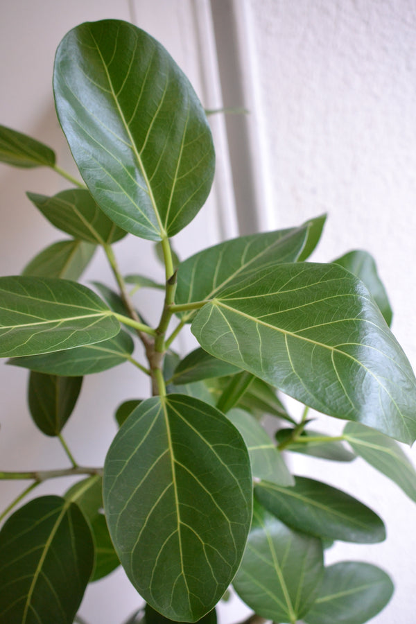 ベンガルゴムの木