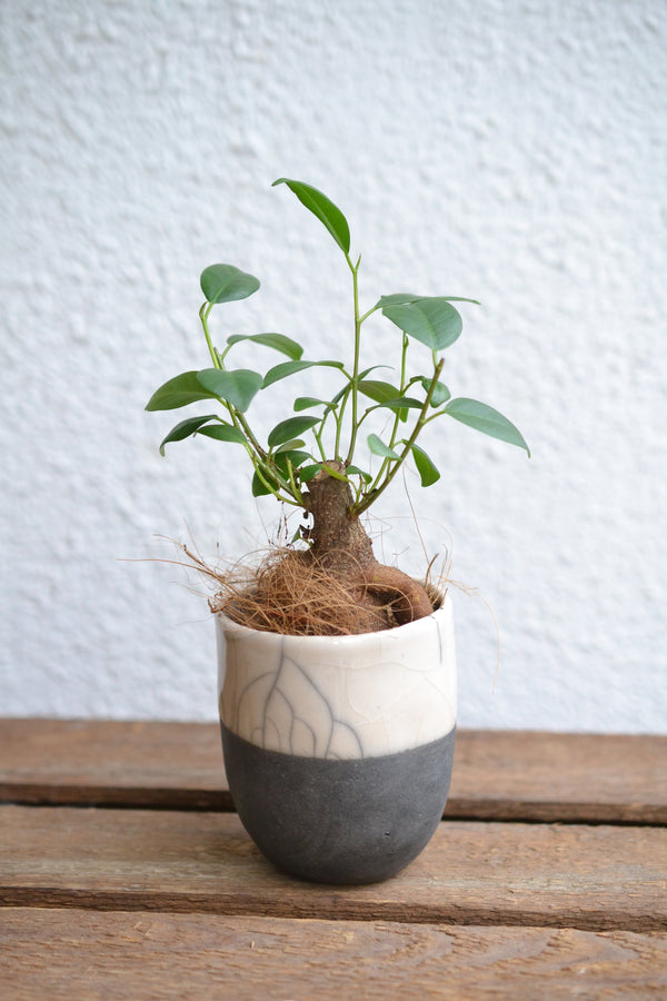 ガジュマルmini × DOMANI FES Pearl White