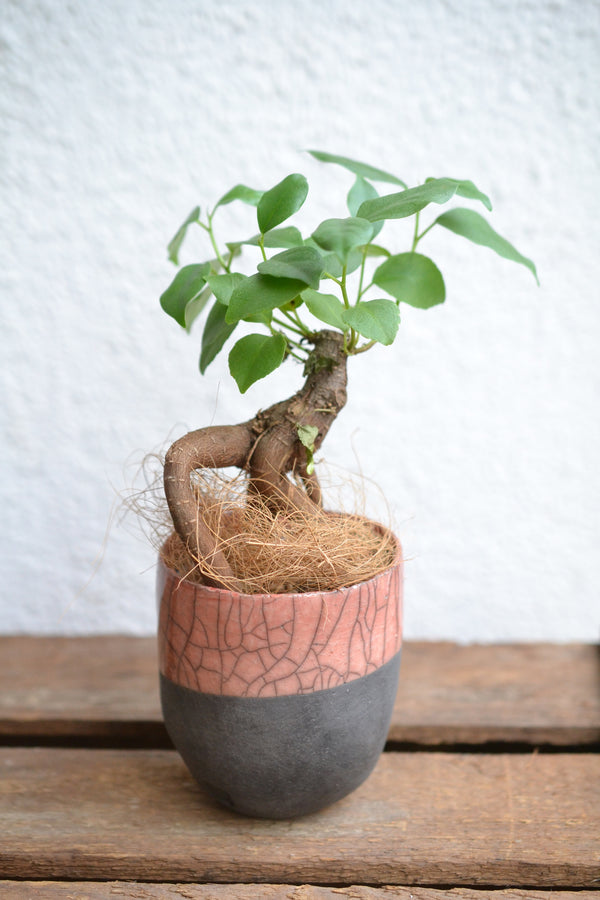 ガジュマルmini × DOMANI FES LightCoral