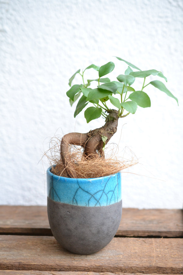 ガジュマルmini × DOMANI FES Turquoise