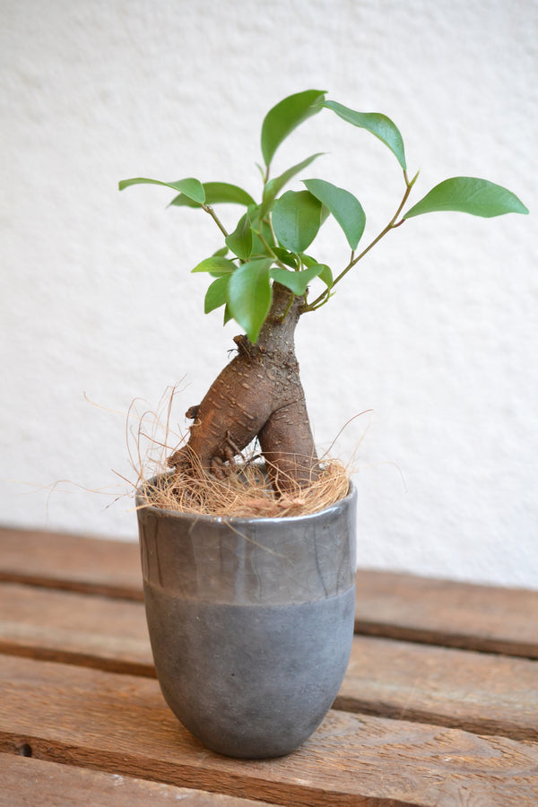 ガジュマル×DOMANI FES Smoky Quartz