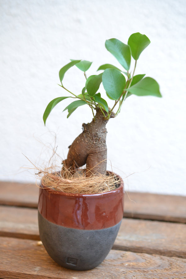 ガジュマルmini× DOMANI FES Brick