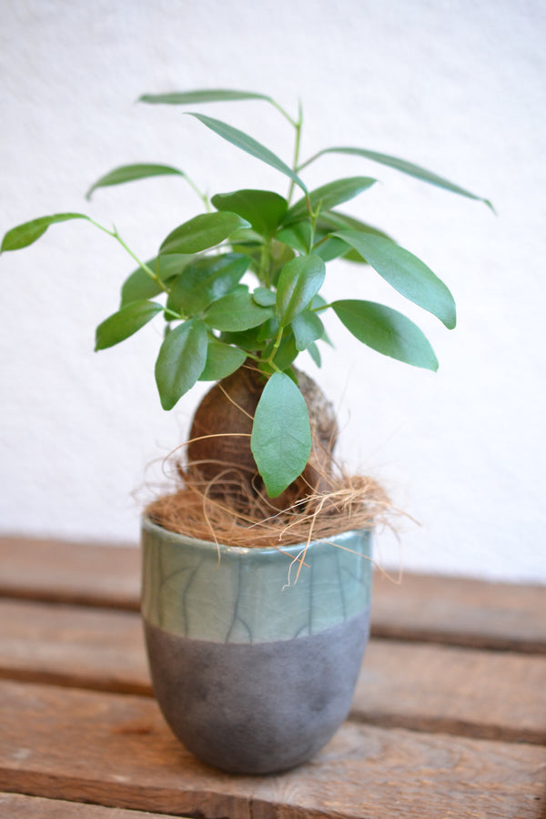 ガジュマルmini×DOMANI FES mint