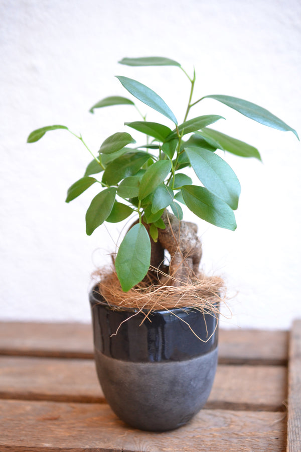 ガジュマルmini×DOMANI FES Black