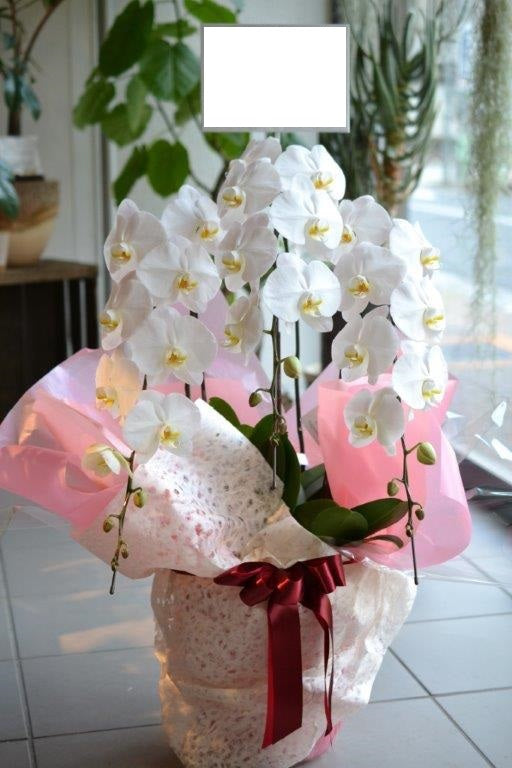 胡蝶蘭33輪～36輪 3本立ち