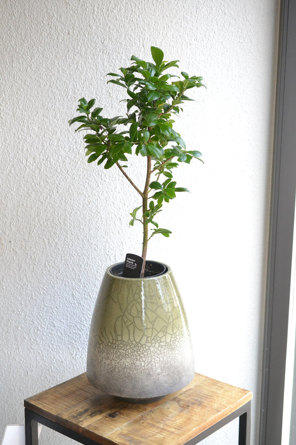 ガジュマル×ドマーニ