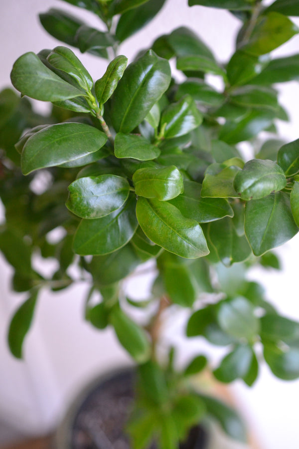 ガジュマル×ドマーニ