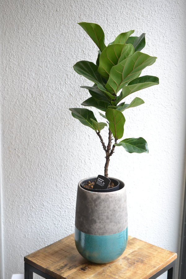 カシワバゴム×ドマーニ