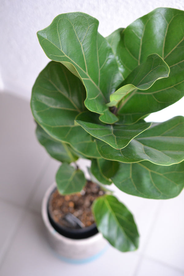 カシワバゴム×ドマーニ