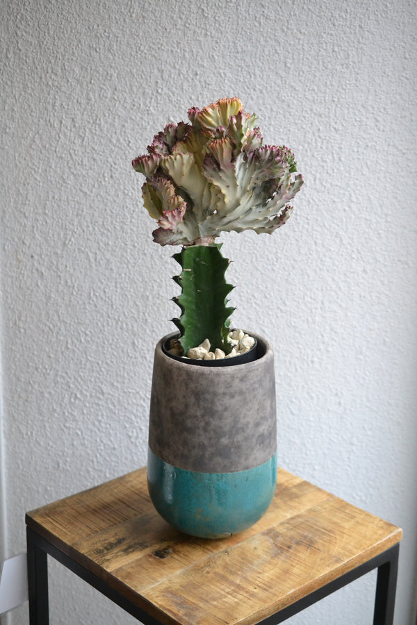 ユーフォルビア・マハラジャ×DOMANI