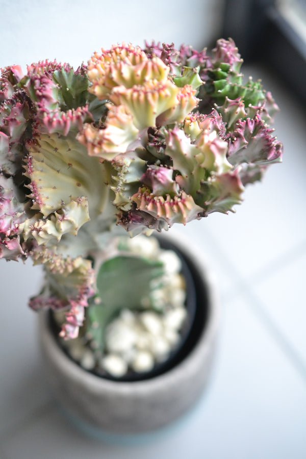 ユーフォルビア・マハラジャ×DOMANI