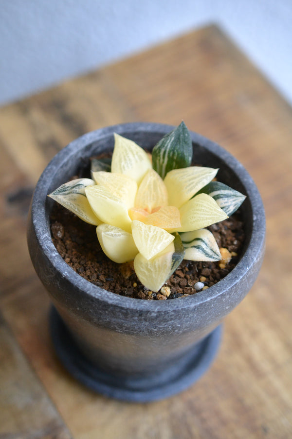 ハオルチア　blackjam