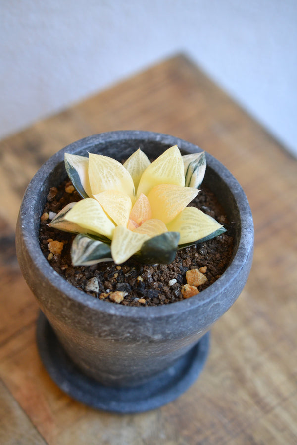 ハオルチア　blackjam