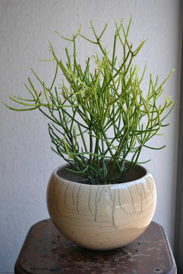 ミルクブッシュ×DOMANI