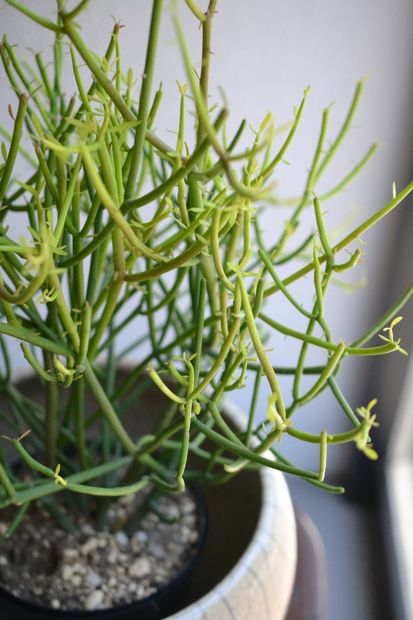 ミルクブッシュ×DOMANI