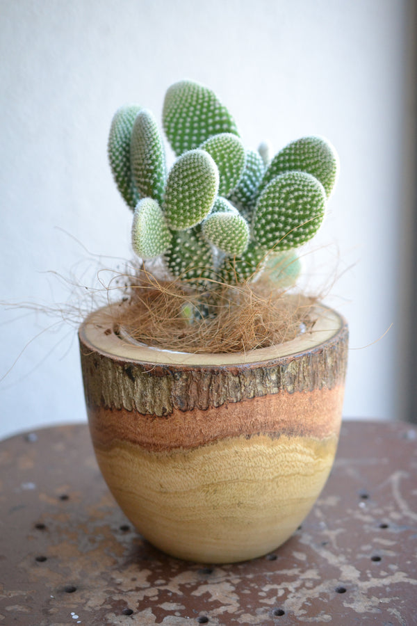 サボテン バニーカクタス