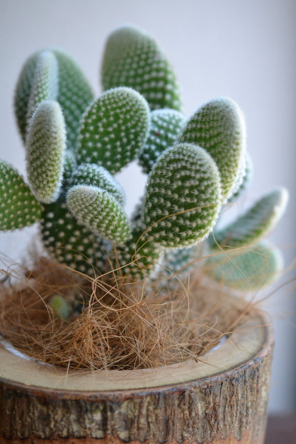 サボテン バニーカクタス