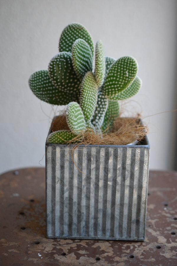 サボテン バニーカクタス