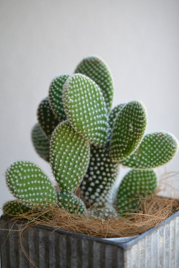 サボテン バニーカクタス