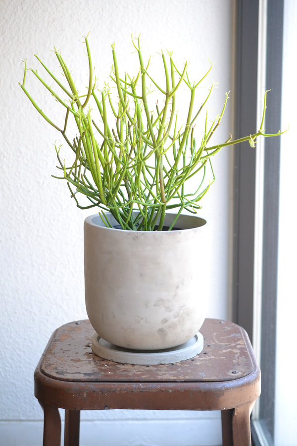 ミルクブッシュ