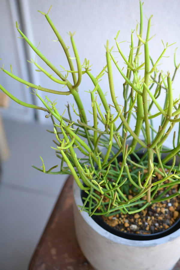 ミルクブッシュ