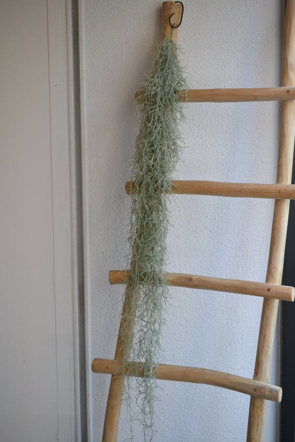 チランドシア・ウスネオイデス