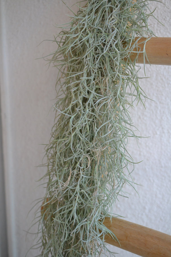 チランドシア・ウスネオイデス