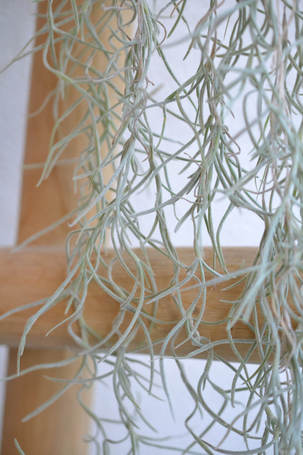 チランドシア・ウスネオイデス