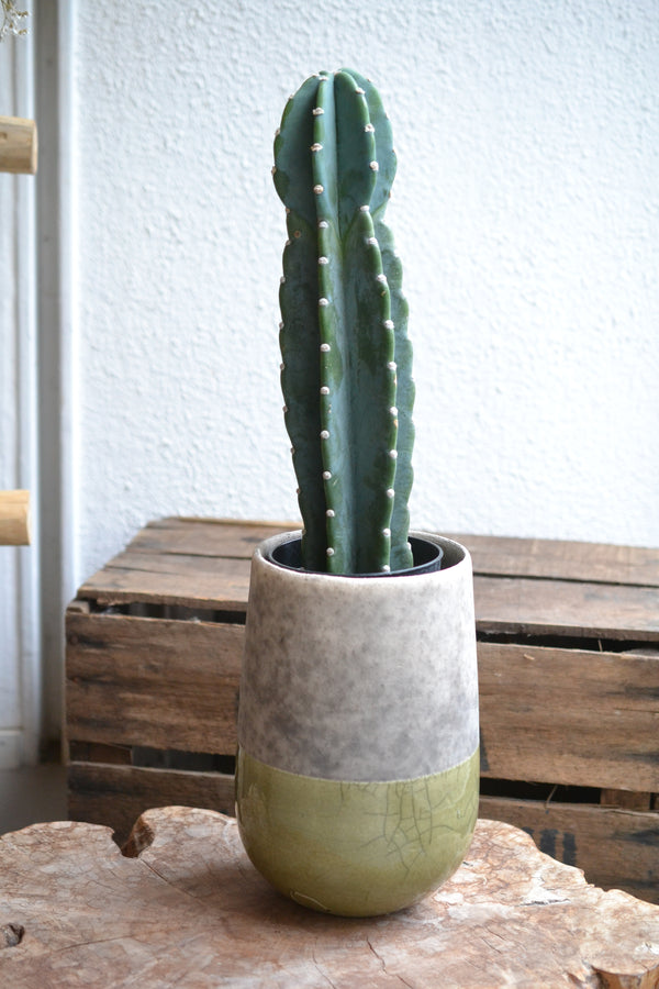 ハシラサボテン＋DOMANI