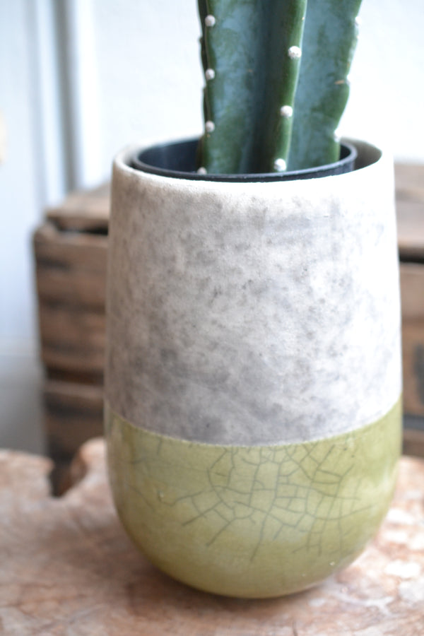 ハシラサボテン＋DOMANI