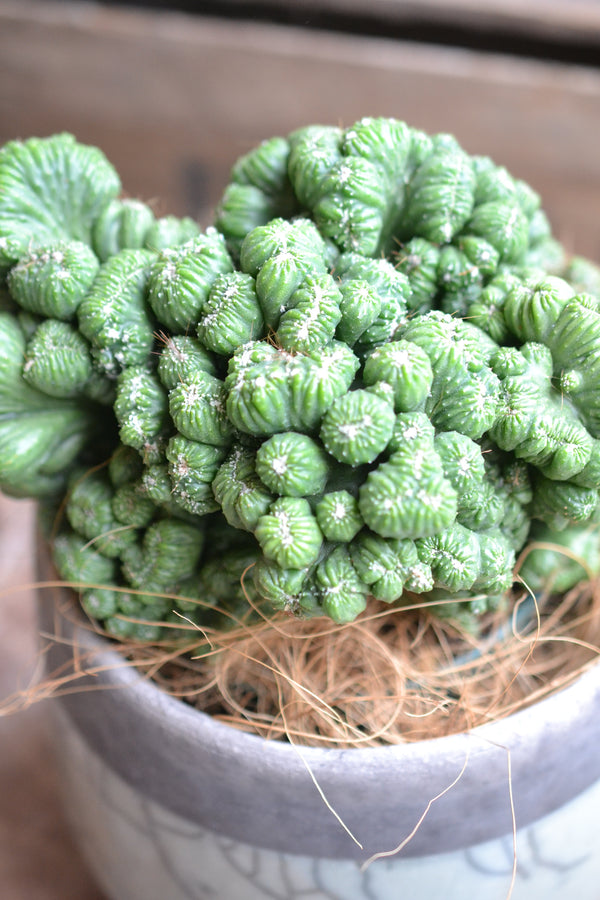 サボテンセレニケレウス ペルビアヌス＋DOMANI