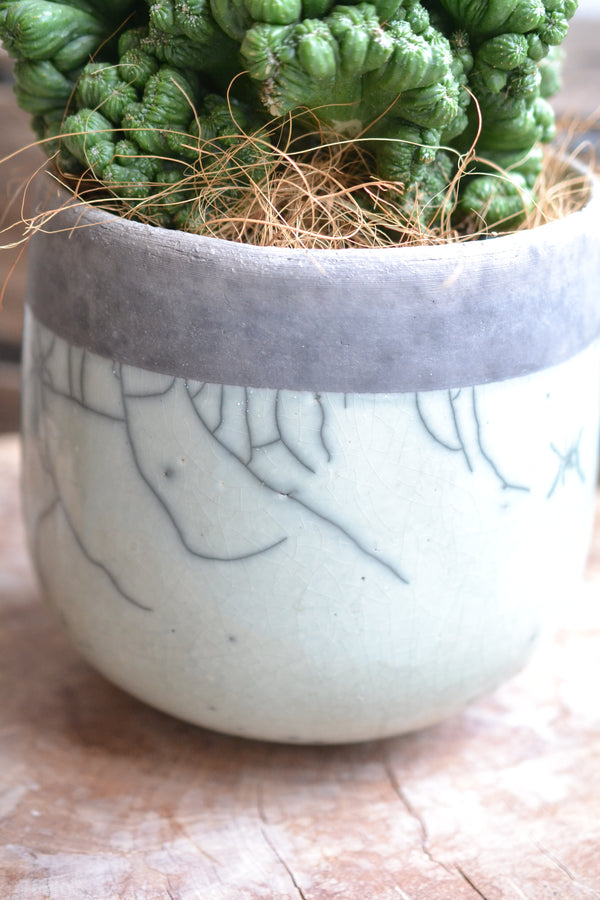 サボテンセレニケレウス ペルビアヌス＋DOMANI