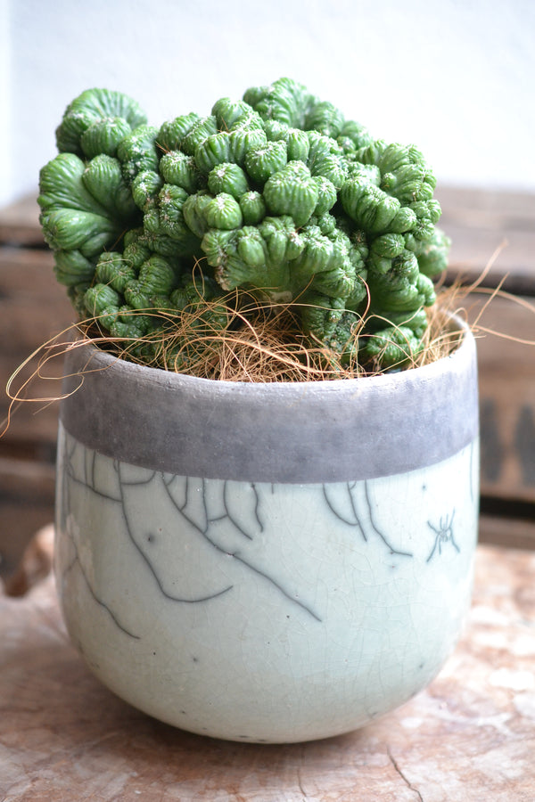 サボテンセレニケレウス ペルビアヌス＋DOMANI