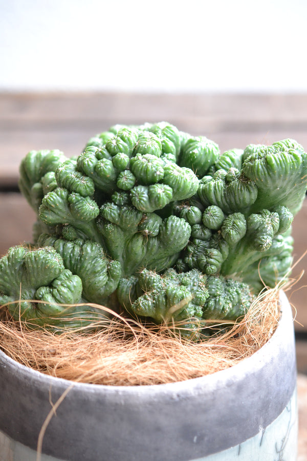 サボテンセレニケレウス ペルビアヌス＋DOMANI