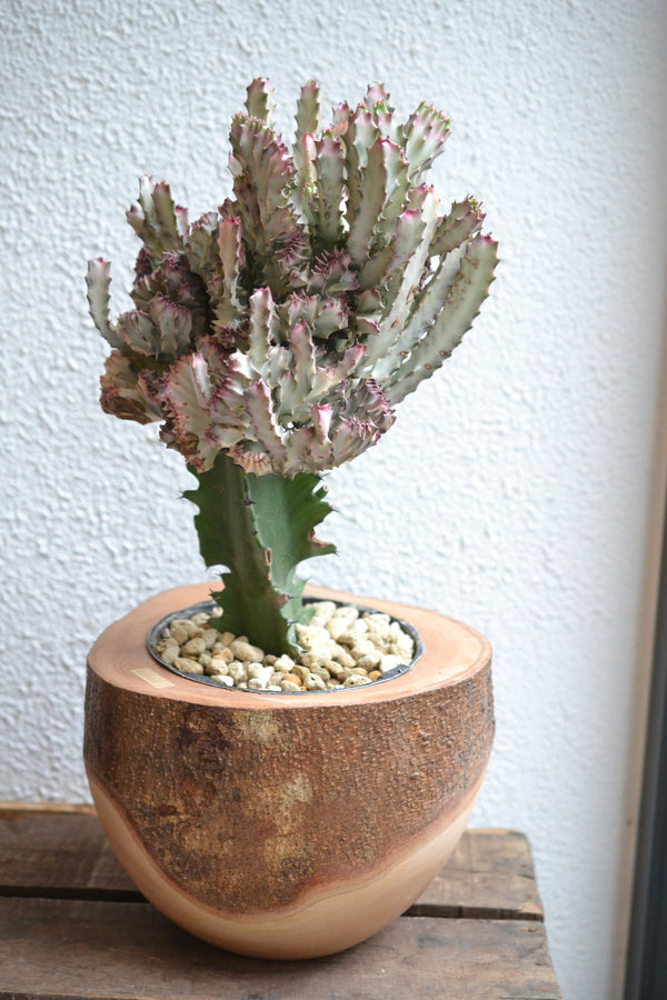 ユーフォルビア マハラジャ