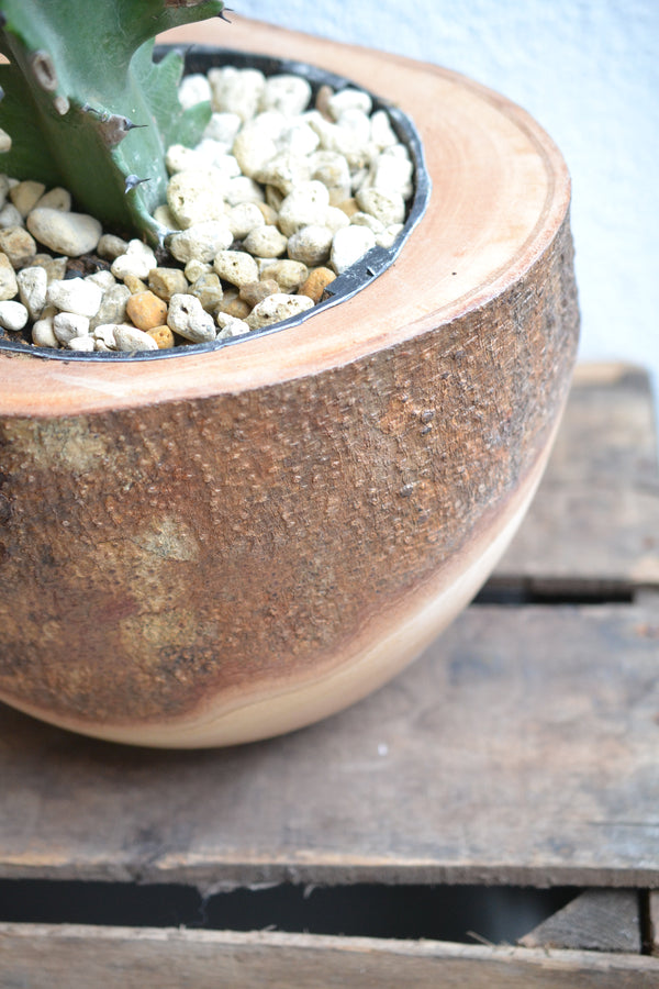 ユーフォルビア マハラジャ