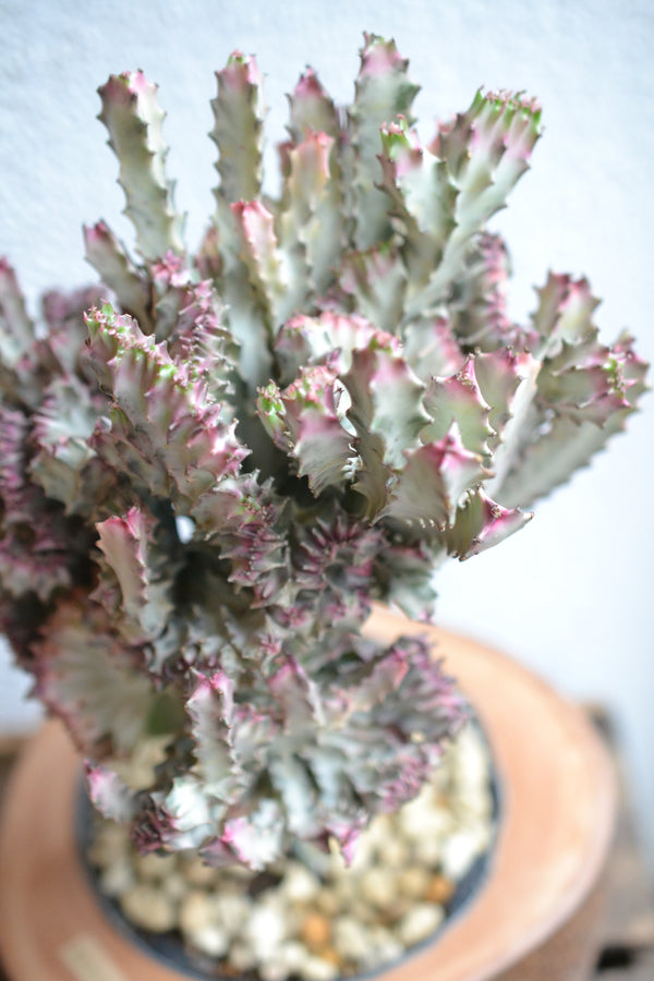 ユーフォルビア マハラジャ