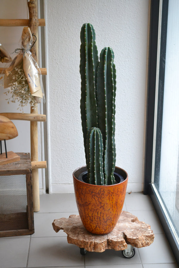 ハシラサボテン＋DOMANI