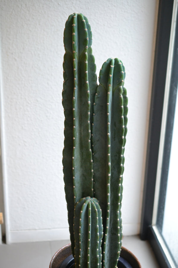 ハシラサボテン＋DOMANI