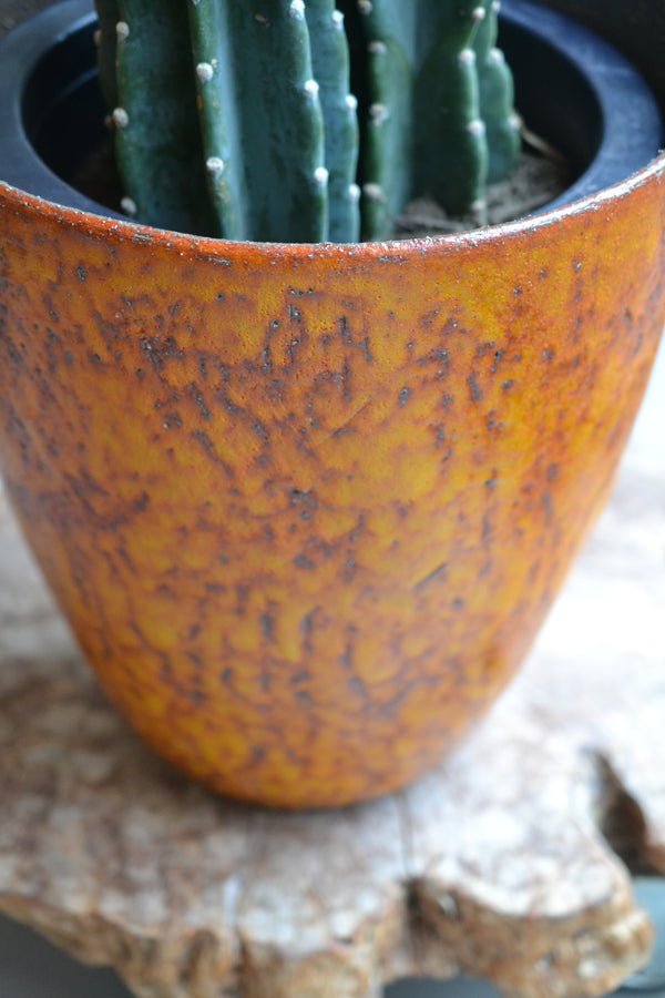 ハシラサボテン＋DOMANI