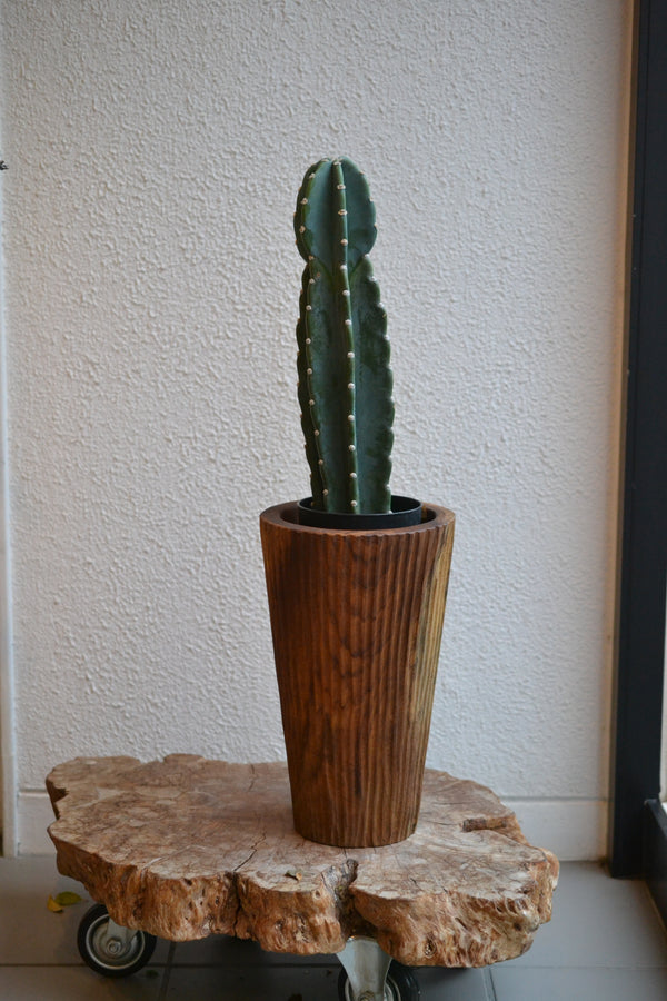 ハシラサボテン