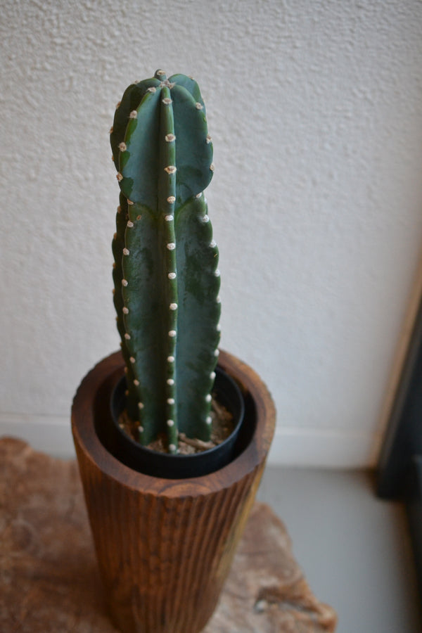 ハシラサボテン