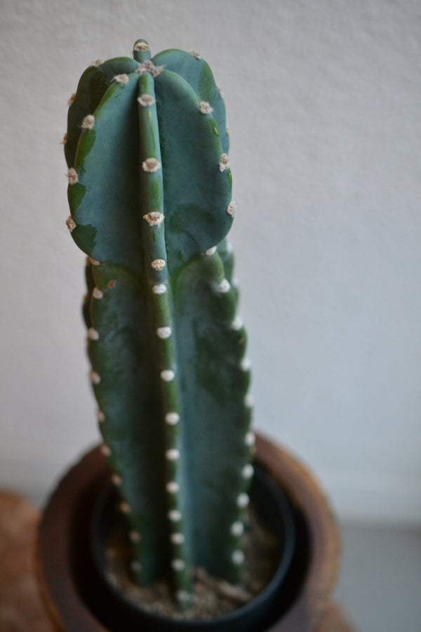 ハシラサボテン